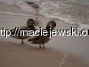 obraz-191.jpg