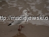 obraz-195.jpg